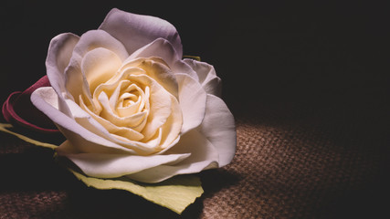 Beautiful rose on black background.