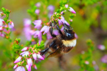 Finland view bee on pink flowers