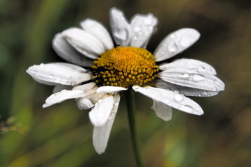 Obraz premium white daisy flower in the rain