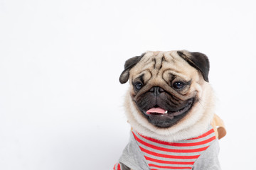 Cute dog pug breed wearing shirt smile making funny and serious face feeling confused and happiness isolated on white background,Animal Friendly Concept