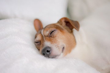 pet dog Jack Russell terrier resting on the couch at home, good health of the animal sleep