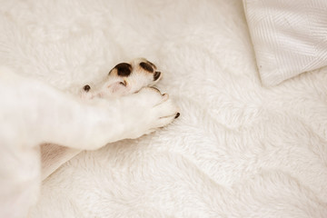 dog paws crossed cute lie on white bed