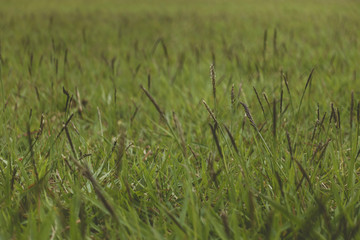 Seoul National Cemetery, Seoul, South Korea