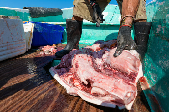 pescadores fileteando, cortando, limpiando pescado tiburon gato tigre