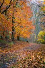 Obraz premium Footpath through autumn forest. Vibrant colorful autumnal foliage on trees and on ground. Calm and quiet scenery