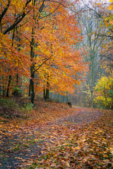 Footpath through autumn forest. Vibrant colorful autumnal foliage on trees and on ground. Calm and quiet scenery