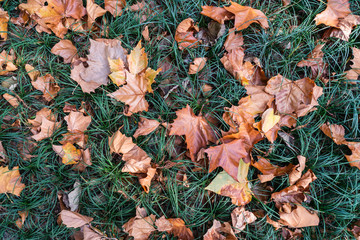 Fallen leaves on the grass