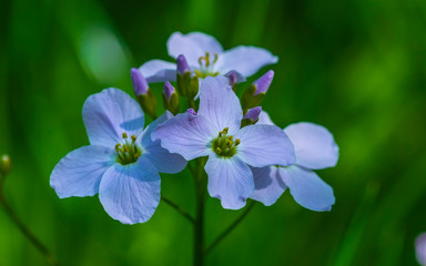 Blüte Wildblume mit Pollenständer