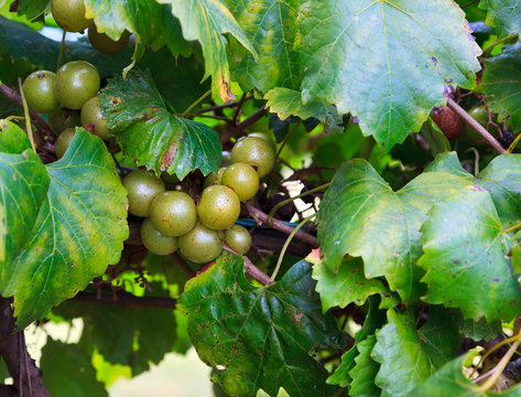 Muscadine Green Grapes Growing on a Vine