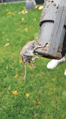 mouse in trap