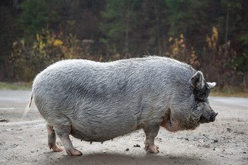 Vietnamese, fat pig.