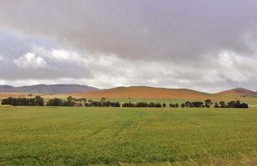 Fototapeta premium Champs Australie