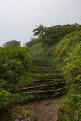 Foggy rainforest of the Mount Pelee volcano, Martinique, Caribbean