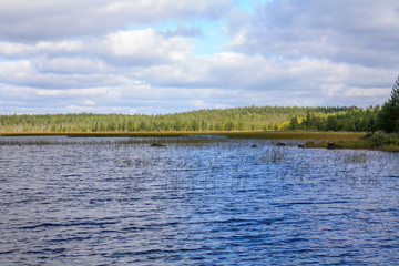Lake overgrown with reeds