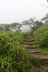 Fototapeta na wymiar Foggy rainforest of the Mount Pelee volcano, Martinique, Caribbean