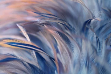 Fotobehang Blur Bird kippen veren textuur voor achtergrond, Fantasy, Abstract, zachte kleur van kunst design. © Chunnapa