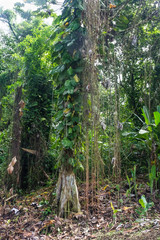Lush vegetation in the jungle of Mount Pelee, the volcano of Martinique