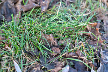 The first frost (morning frosts) on the pond, maple leaves frozen in the ice. City Park in late autumn