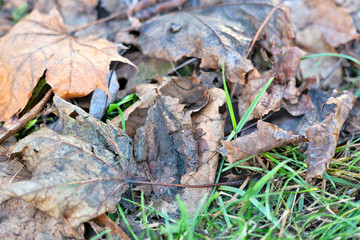 The first frost (morning frosts) on the pond, maple leaves frozen in the ice. City Park in late autumn