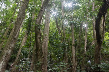 Jungle of Mount Pelee, Martinique