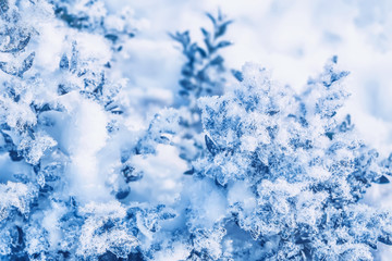 Frozen plant. Bush covered with snow and ice on a winter day. Seasonal background toned in blue and white colors. Close-up