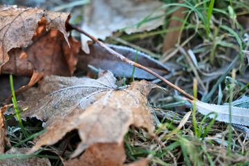 The first frost (morning frosts) on the pond, maple leaves frozen in the ice. City Park in late autumn