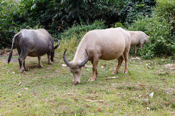 black and white vietnamese water buffalo eat grass