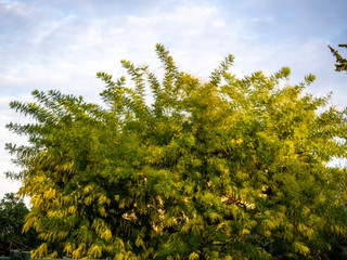 Mimosa tree in full bloom in French Riviera in winter