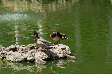 Waterfowl in lakes Maria Luisa Park in the Andalusian capital, Sevilla in Spain