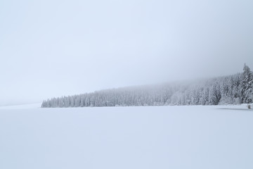 Naklejka premium Sapins enneigés