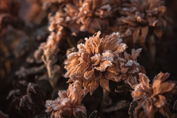Dry chrysanthemum blooms covered by the frost