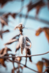 Leaf of dry flower covered by frost and ice crystals