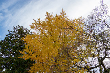 Autumn leaves in Japan, Park in Narita city, Chiba prefecture