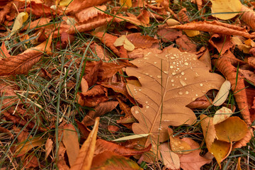 Closeup of brown dry leaves on the ground fallen in autumn with drops of water and green