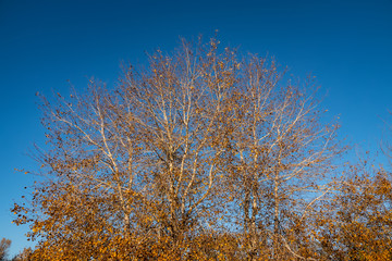 Obraz na płótnie Canvas Yellow autumn autumn foliage of trees against the blue sky.