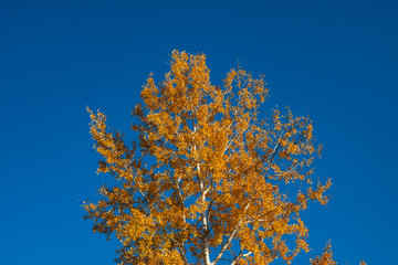 Yellow autumn autumn foliage of trees against the blue sky.