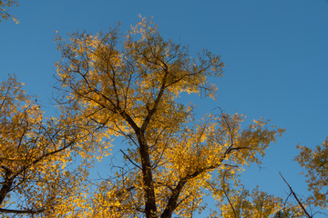 Fototapeta premium Yellow autumn autumn foliage of trees against the blue sky.