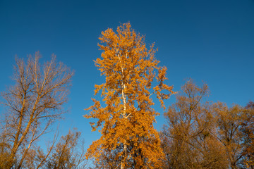 Yellow autumn autumn foliage of trees against the blue sky.