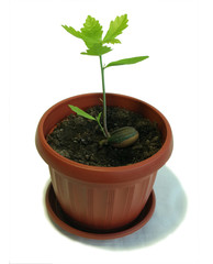 Sprout of young oak tree in a pot, growing from acorn, isolated on white background