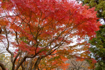 Autumn leaves in Japan, Park in Narita city, Chiba prefecture
