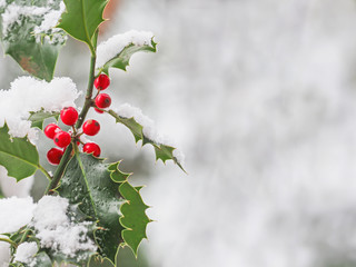 Holly (Ilex aquifolium) berries after a snowfall in winter