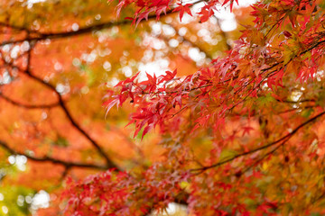 Autumn leaves in Japan, Park in Narita city, Chiba prefecture