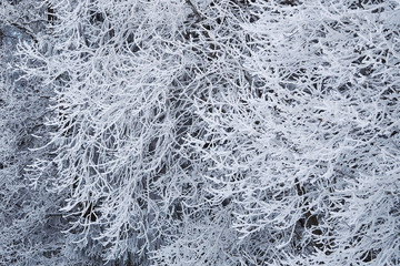 winter tree branches turned white from frost