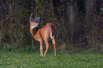 Whitetail Buck in a Field