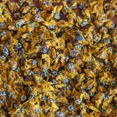 dried yellow chrysanthemum flower background. Chrysanthemum tea is a herbal tea made from chrysanthemum which belongs to aromatic Chinese medicine.