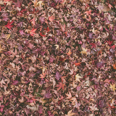 high angle view of autumn dry leaves