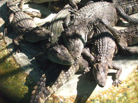 Big group of crocodiles. Crocodile (lat Crocodilia.) - large wild animal.