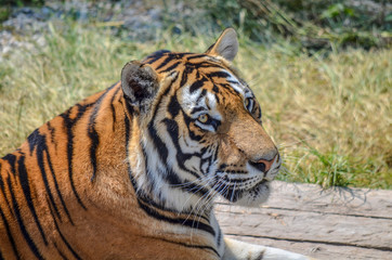 Tiger eye view close-up