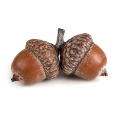 two acorns on one branch, close-up, isolated