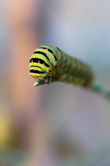 Caterpillar
